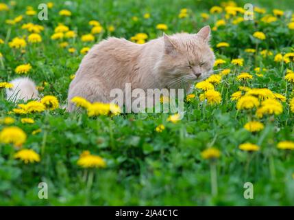 Red cat sits in flowers. The cat smells a flower. Stock Photo