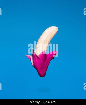 Food creative composition made of half peeled banana and pink magnolia flower or tulip on blue background. Minimal spring levitation concept. Stock Photo