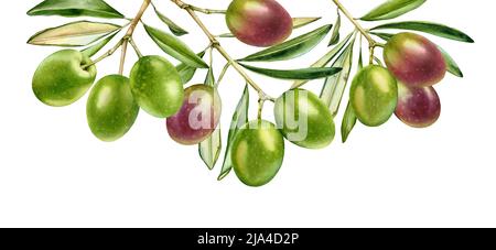 Green olives on big branch. Watercolor ripe fruits with leaves ...