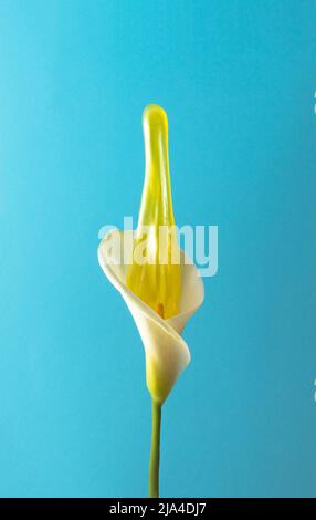Calla lily flower with slime against sky blue background. Creative nature concept. Spring background. Stock Photo