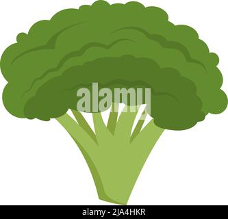 broccoli isolated on white background, flat design vector illustration Stock Vector