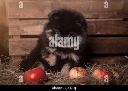 Little puppy of pomeranian spitz dog sitting in straw Stock Photo