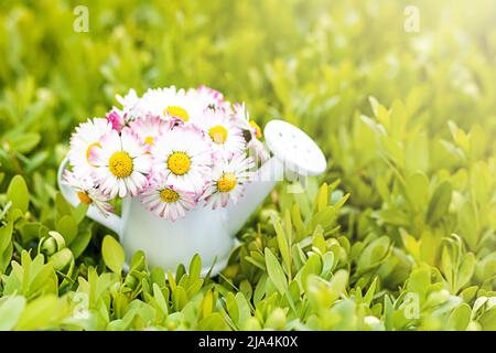 White-pink flowers in a white mini watering can on an abstract grassy background. selective focus. Place for an inscription. Selective focus. Copy Stock Photo