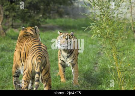 Two tigers in Wrocław Zoo. Stock Photo