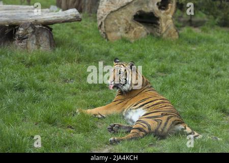 Tiger lying in his enclosure in Wrocław zoo, the oldest Zoo in Poland. Stock Photo