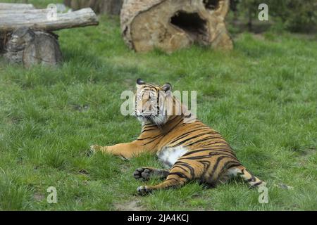 Tiger lying in his enclosure in Wrocław zoo, the oldest Zoological garden in Poland. Stock Photo