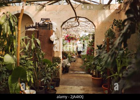 Workers in a greenhouse. Small group of seasonal workers. People working in a greenhouse in the summer. Eastern Europe. Chișinău, Moldova - JUNE 2022 Stock Photo