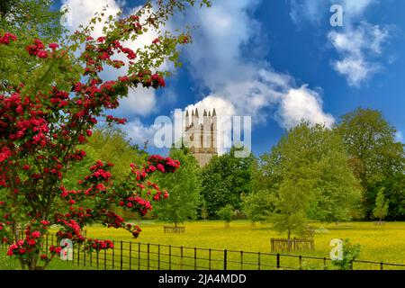 OXFORD CITY ENGLAND MAGDALEN COLLEGE ADDISONS WALK COLOURFUL HAWTHORN FLOWERS AND VIEW ACROSS THE WATER MEADOW TO GREAT TOWER IN SPRINGTIME Stock Photo