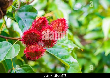 Close up of Bixa orellana or Anatto fruit tree in the forest Zanzibar, Tanzania Stock Photo