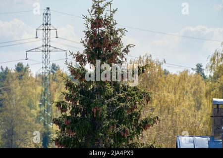 Green spruce branches with needles and many cones. Fir tree. High voltage power line tower at the background. Stock Photo