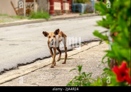Lonely stray brownish female dog walking by the sidewalk of an empty street. Her skin is damaged with mange, her ears are wounded. Stock Photo