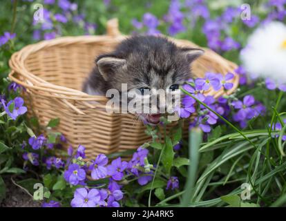 small striped kitten sits in a wicker basket on a flower bed. childhood of cats, beautiful cards, harmony of nature, tenderness Stock Photo