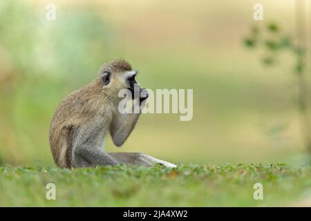 A vervet monkey (Chlorocebus pygerythrus) relaxing in the park Stock Photo