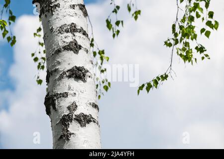 Silver birch tree trunk detail against white cloud background on spring blue sky. Betula pendula. Beautiful bright bark with long horizontal lenticels. Stock Photo