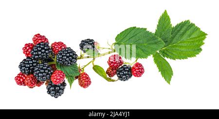 Ripening blackberries on bramble branch isolated on white background. Rubus fruticosus. Closeup of black and red forest berries and fresh green leaves. Stock Photo