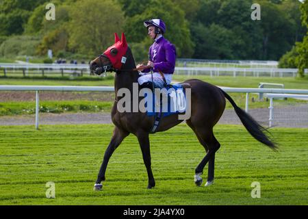Jockey Rossa Ryan on Queen Olly at York Races. Stock Photo