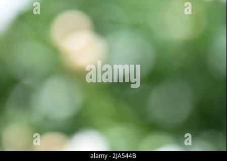 Background texture Bokeh in green and white Stock Photo
