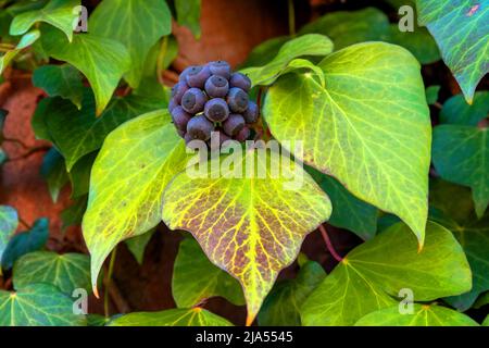 Ivy, Hedera helix is an evergreen climbing plant growing high where suitable surfaces (trees, cliffs, walls) are available Stock Photo