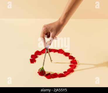 School geometric compass for drawing circle and red rose. Creative circle made of red rose petals. Minimal concept art. Stock Photo