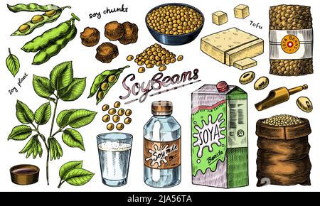 Soybean, or soya bean Glycine max Stock Vector by ©Foxyliam 455441146