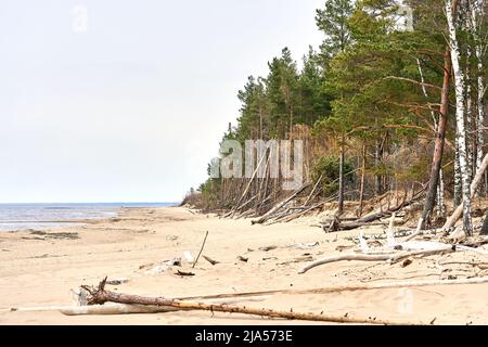 Baltic sea shore after the storm. Fallen trees on the beach. Stock Photo