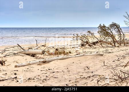 Baltic sea shore after the storm. Fallen trees on the beach. Stock Photo