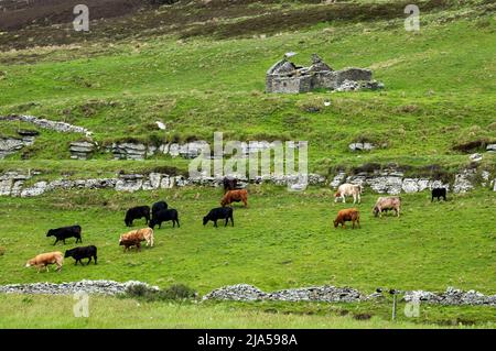 Castle grazing on a croft on the island of Rousay, Orkney Islands, Scotland. Stock Photo