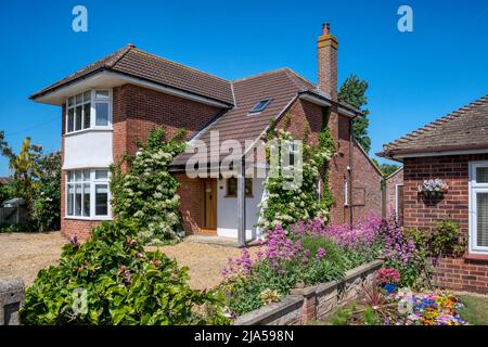 Climbing hydrangea, Hydrangea anomala subsp. petiolaris, on the wall of a detached house. Stock Photo