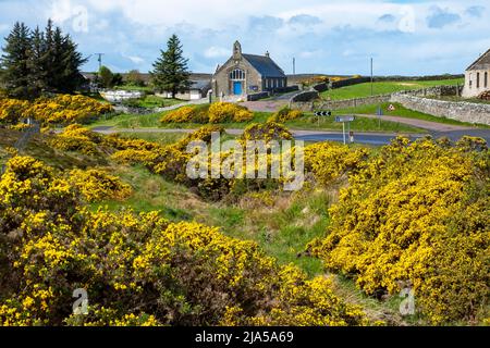 Gorse in full bloom near Strathy Church, Strathy village, Sutherland, Scotland. Stock Photo