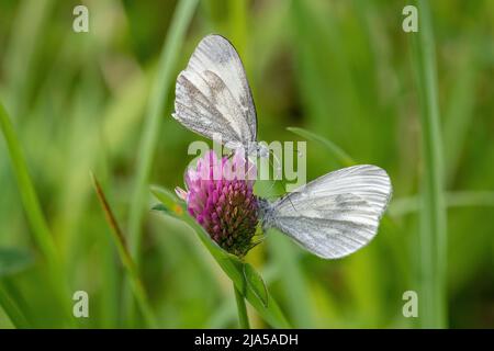 Wood white butterflies (Leptidea sinapis) courtship behaviour at Oaken Wood in Surrey, England, UK, during May Stock Photo