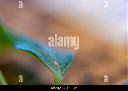 Focus on a single pest scale insect on an indoor houseplant leaf. Stock Photo