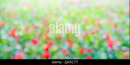 Red, green and blue bokeh. Grass with colorful flowers, abstract nature background Stock Photo
