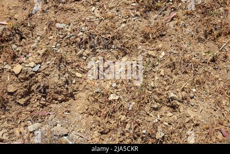 Barren soil. Dry soil with stones Stock Photo
