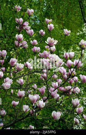 Magnolia pink flowers in early spring Stock Photo