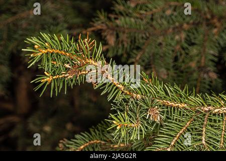 Leaves of Norway Spruce 'Kellermann’s Blue Cameo' (Picea abies) Stock Photo