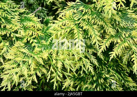 Green Thuja Hedge as a Background Stock Photo