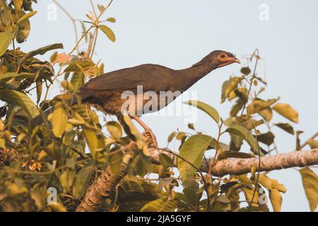 Dusky legged guan (Penelope obscura), Pantanal forest environment, Mato Grosso, Brazil. Stock Photo