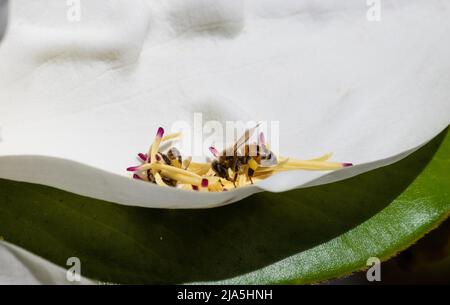 honey bee closeup on a white magnolia petal collecting pollen in spring Stock Photo