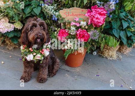 Chelsea, London, UK, 27th May 2022.Ruby the Cockapoo, wearing a Flower Crown, poses for a Shakespeare inspired floral installation at Moyses Stevens at Chelsea's annual free festival of flowers, 'Chelsea in Bloom', which runs from 23-28th of May 2022, This year the theme is 'British Icons'. Amanda Rose/Alamy Live News Stock Photo