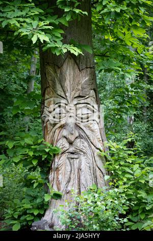 The face of a bearded man carved into the trunk of a sweet chestnut tree on the Art Trail at West Blean Woods near Canterbury in Kent, UK Stock Photo