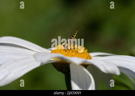 A specimen of Episyrphus Balteatus pollinating a daisy while feeding on it. Small pollinating insect Stock Photo