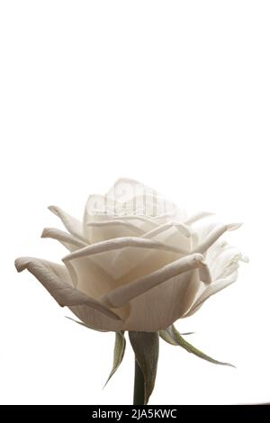 Three white rose buds on isolated background closeup Stock Photo