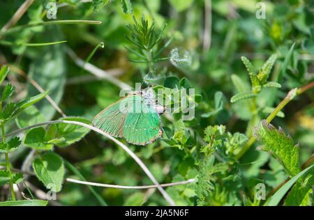 Green hairstreak (Callophrys rubi), a female egg-laying, also known as ovipositing Stock Photo
