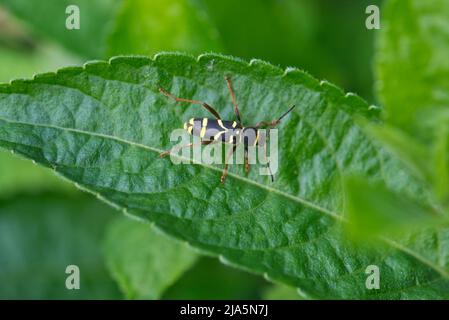 Wasp beetle (Clytus arietis), a superb wasp mimic Stock Photo