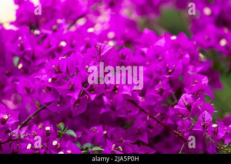 Violet bougainvillea flowers, ivy flowers Stock Photo