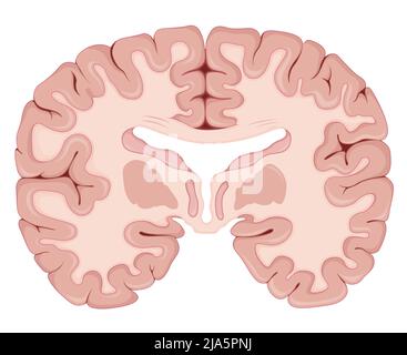 Brain Transverse Section - Illustration As Eps 10 File Stock Vector 