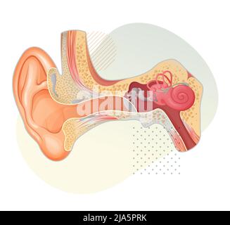 Human Ear - Stock Illustration as EPS 10 File Stock Vector Image & Art ...