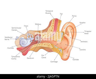 Anatomy of the Human Ear - Stock Illustration  as EPS 10 File Stock Vector