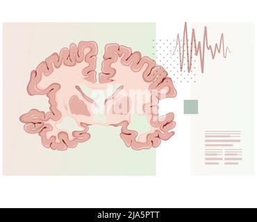 Brain Transverse Section - Illustration as EPS 10 File Stock Vector ...