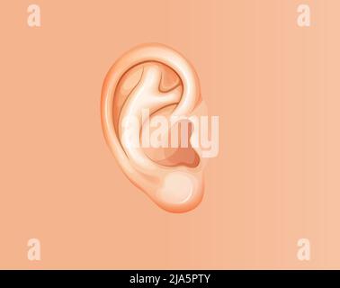 Human Ear - Stock Illustration as EPS 10 File Stock Vector